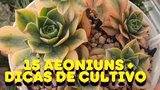 15 AEONIUM mais Dicas de cuidados [upl. by Modern]