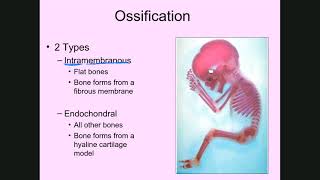 Ossification [upl. by Araeit]