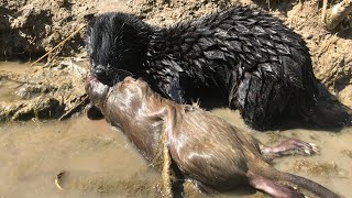 MINK KILLS MUSKRAT WITH ONE BITE PEST CONTROL WITH MINK MAN AND HIS HUNTING MINKS [upl. by Sivolc]