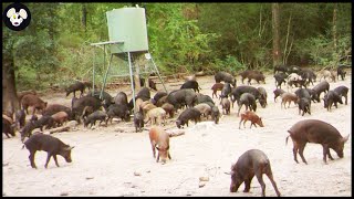 How American Farmers Use Traps To Deal With Invasive Wild Boar [upl. by Alesig]