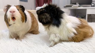 Crazy Guinea Pig sounds What do they mean [upl. by Frost]