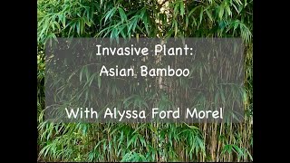 Invasive Plant Asian Bamboo [upl. by Annaigroeg]