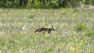 Red Fox Running Through The Field [upl. by Hairim432]