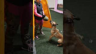 Spacetime Enceladus Candidum happydogtraining dogtraining doglove malinoislovers igp [upl. by Imogene]