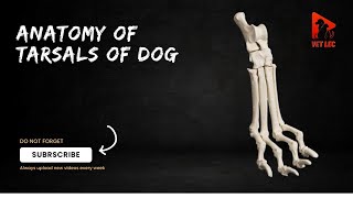 Anatomy of tarsals of dog  Canine tarsals anatomy  Anatomy of canine tarsal bones [upl. by Lower]