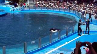 Show de Delfines y Orcas  Mundo Marino  San Clemente del Tuyu [upl. by Saundra]