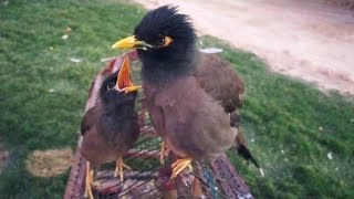 Myna Beautiful Sound  Amazing Sound of Myna Bird 🐦 [upl. by Allys536]