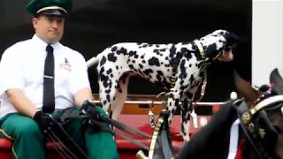 Budweiser Clydesdales in Biloxi  Mississippi 2019 [upl. by Rajewski]