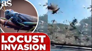 Terrifying LOCUST SWARN engulfs ARGENTINA SHOCKING FOOTAGE captured from a car [upl. by Arahsit]