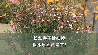 【海媽園藝課堂16】鬆紅梅乾枯掛掉，根本原因竟是它！Why Dose the Leptospermum Scoparium Wither？ [upl. by Hadihahs]