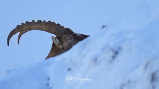 Steinbock Aufstieg im Winter  Ibex winter climbing 🇨🇭 Capraibex Ibex Alpine Ibex [upl. by Thetis]