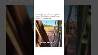 Kkkkkkkkkkkkkkk memes humor shortsvideo shortviral mulher fazenda [upl. by Einamrej530]