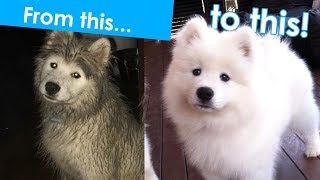 How to groom a Samoyed puppy [upl. by Dammahom963]