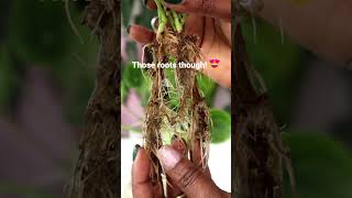 Propagating a Chinese Money Plant [upl. by Cottle]