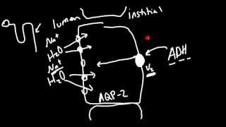 AntiDiuretic Hormone ADH Receptor Antagonists [upl. by Kola]