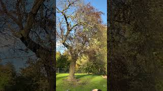 Regents park London music automobile walking [upl. by Inol165]