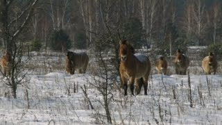 Chernóbil insólito hogar de animales salvajes [upl. by Abibah769]