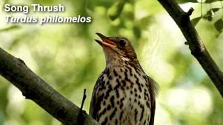 Song Thrush Birdsong [upl. by Arlina]