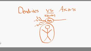 dendrites vs axons [upl. by Havstad]