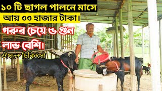 ১০ টি ছাগল পালনে বছরে আয় করুন ৪ লক্ষ টাকা। কিভাবে Goat farm [upl. by Anika683]