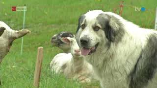 Herdenschutzhunde sind Mangelware [upl. by Mahseh]