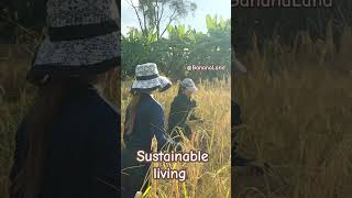 Sustainable living farming bananaland phuho nature sustainability sustainableliving [upl. by Naras]