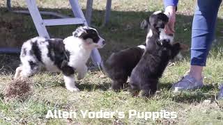 Allen Yoders Australian Shepherd Puppies [upl. by Othe571]