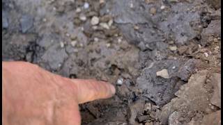 Digging Crystals Herkimer Diamond Quartz coming out of the ground in Upstate NY Treasure Hunting [upl. by Shing]