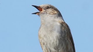 Dunnock Song  Hedge Sparrow [upl. by Georgine]