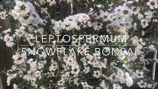 Bonsai  Snowflake Leptospermum [upl. by Ingelbert]