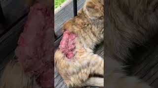 GRAPHIC Emaciated Cat Suffers From GRUESOME Mysterious Wound That Needs Urgent Treatment [upl. by Dielle]