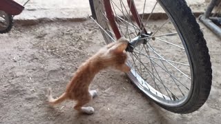 Lulu cat cycle mechanic lulu making cats bicycles [upl. by Eliezer]