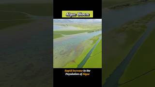 ALGAE BLOOM  algaebloom  WHAT IS ALGAE BLOOM shortsviraltrending [upl. by Annola]