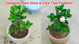 Easy to Grow Gardenia Plant Care Tips  Fertilizer [upl. by Nolyk]