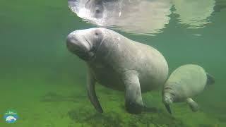 Do manatees use echolocation like dolphins [upl. by Gifferd]