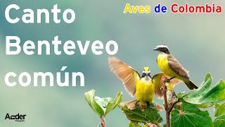 Benteveo común canto  AVES DE COLOMBIA 🐦🦉 [upl. by Yelnats]