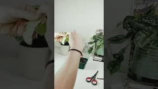 Peperomia argyreia propagation watermelon plant shorts [upl. by Chao165]