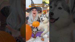 RICETTA dei DOLCETTI a forma di ZUCCA🎃😋🐶 ricetta cibo food halloween cane dog [upl. by Chaker140]