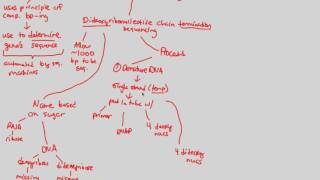 DNA Technology  Sequencing Part 1  BIALIGYcom [upl. by Henghold]