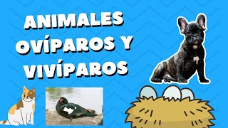 Aprende sobre animales OVÍPAROS y VIVÍPAROS 🐶 🦢 🐇 🐱 [upl. by Ibur]