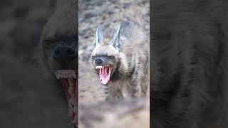 Exploring the Elusive Striped Hyena Rare Wildlife Encounter [upl. by Wivestad]