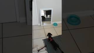 Funny Dachshund barking at the mirror [upl. by Eibbor144]