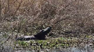 Bbsp Alligator Bellowing 02072024 [upl. by Oiludbo]