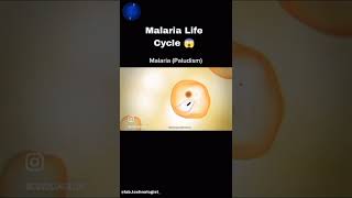 Malarialifecycle [upl. by Guttery]