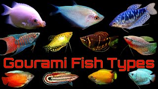 Top 14 Popular Gourami Fish Types [upl. by Drusi972]