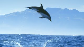 Incredible Dolphin Moments  BBC Earth [upl. by Etneciv]