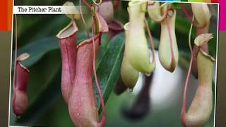 Insectivorous Plants  Macmillan Education India [upl. by Harts768]