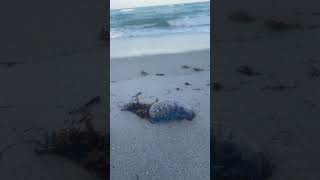 Portuguese man o war [upl. by Aicinod]