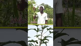 ఇందులో Vitamin B12 B6 పుష్కలం LadyFinger food health agriculture [upl. by Aidni]