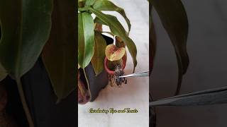 Feeding my Nepenthes a beautiful Moth 🦋 nepenthesplant pitcherplants carnivorousplants nepenthes [upl. by Giorgia]